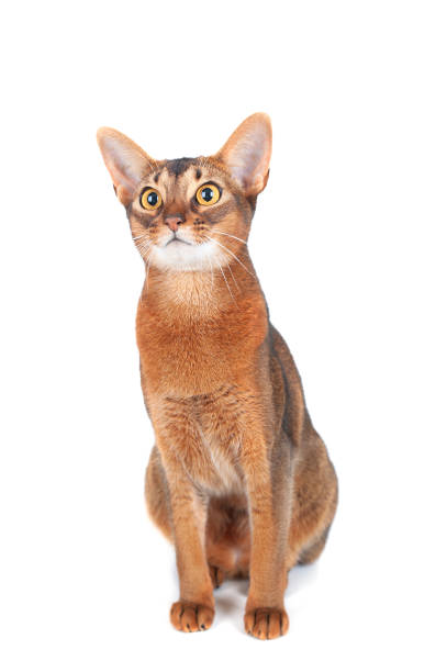 istock Beautiful abyssinian cat portrait isolated on white, cat is interestedly looking 1186763771