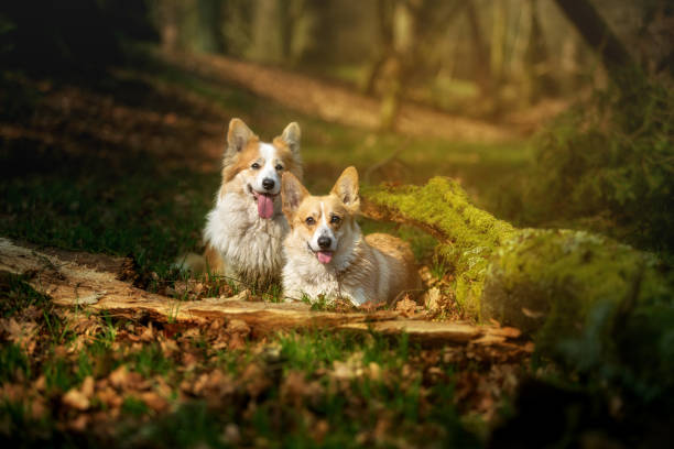 istock Welsh Corgi Pembroke dog posing for photos 1186764563