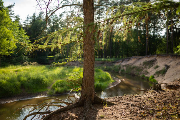 istock a bend of the river with a visible high sandy slope 1186764589