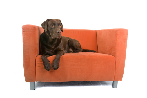 A chocolate labrador dog comfortably sitting on an orange sofa