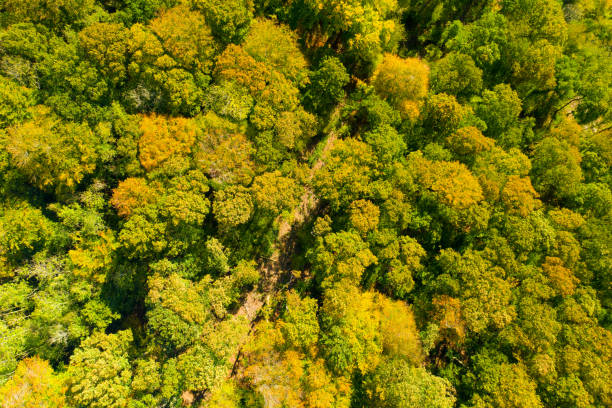 istock Trees in a forest or wood in early fall 1186767324