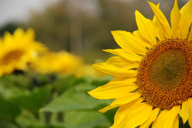 Sunflower stock photo