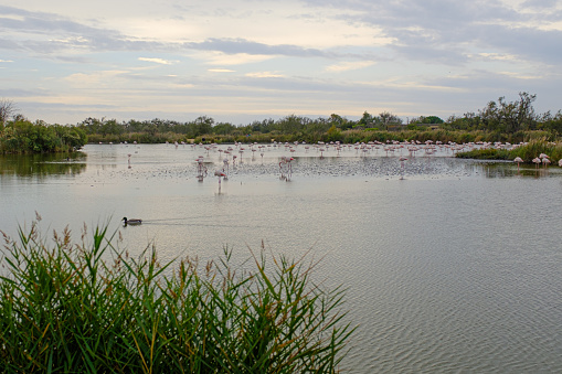 Some flamingos resting on a water pond in La Camargue, France
