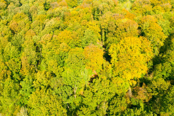 istock Trees in a forest or wood in early fall 1186768192