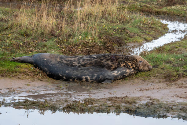 istock Grey Seal Resting on Sand Dunes At Donna Nook 1186768588