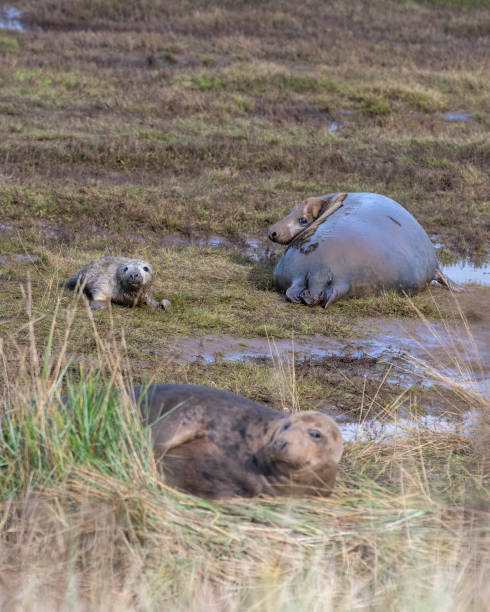 istock New Born Grey Seal Pup 1186769238