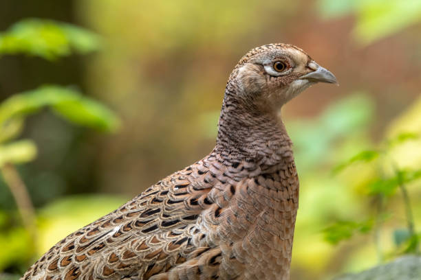 istock Closeup Head Shot Female Pheasant 1186769251
