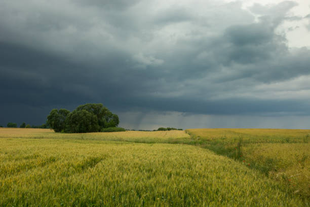 istock Dark rainy cloud over a field with yellow grain 1186769287