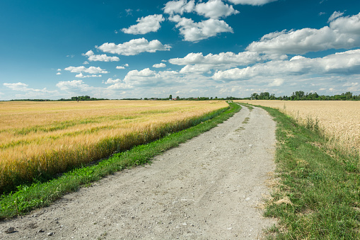 Wide dirt road through fields with grain, horizon and white clouds on a blue sky. Gotowka, Poland
