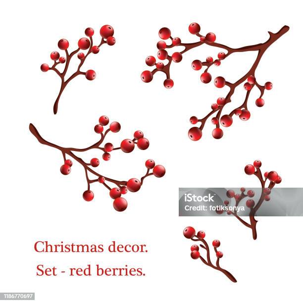 Holly Branches With Red Berries Set For Decoration Traditional Festive  Decoration Holly Branch With Red Berries Isolated On A White Stock  Illustration - Download Image Now - iStock