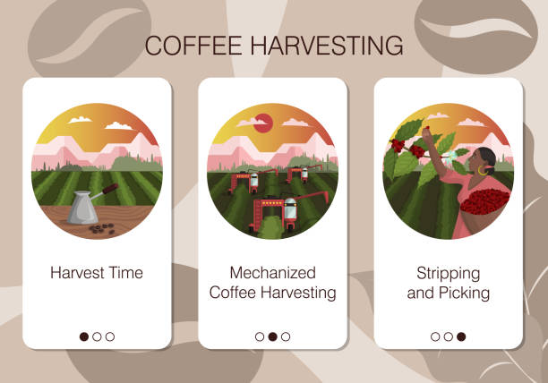 농장에서 커피를 수확하는 방법에 대한 서비스 회사의 모바일 앱 페이지 세트 - 식품 가공 공장 일러스트 stock illustrations