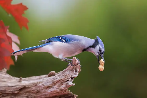 Blue jay in autumn colors
