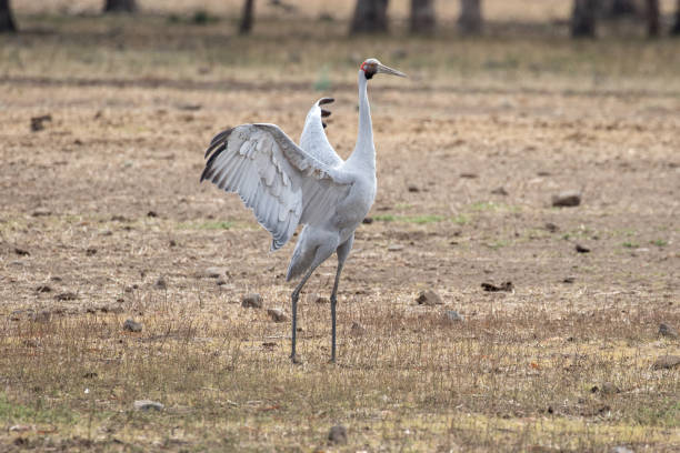 Australian Brolga Australian Brolga displaying with wings open brolga stock pictures, royalty-free photos & images