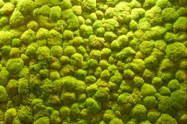 istock Green vegetation from above 1186773211