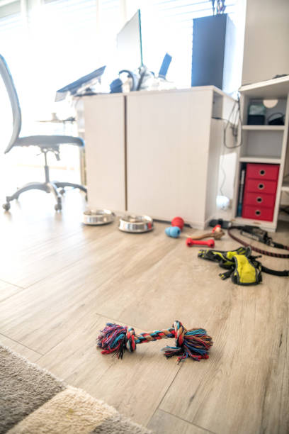 istock Dog's Corner at Home with Things a Dog Needs, No Dog Visible 1186773237