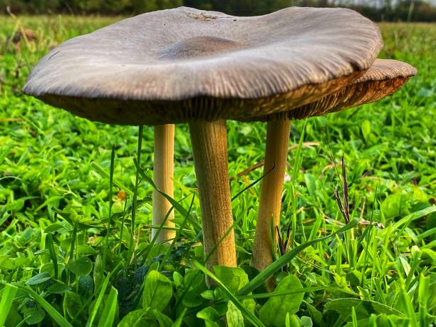 istock Mushrooms in a meadow 1186773491