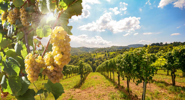 viñedo con uvas de vino blanco a finales del verano antes de la vendimia cerca de una bodega - uva fotografías e imágenes de stock