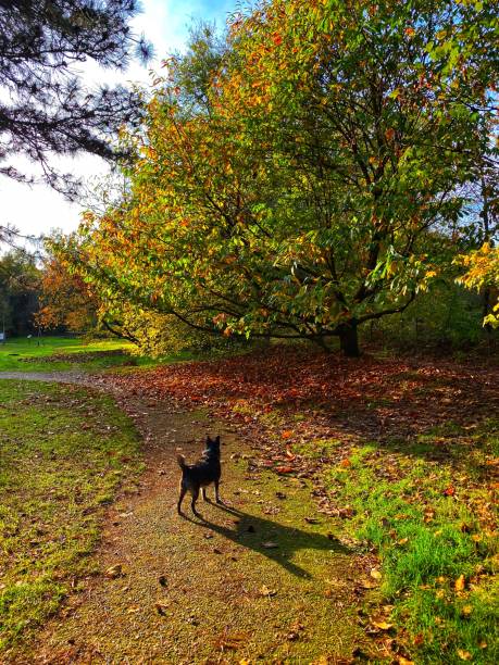 istock Park with Autumn colors 1186774496
