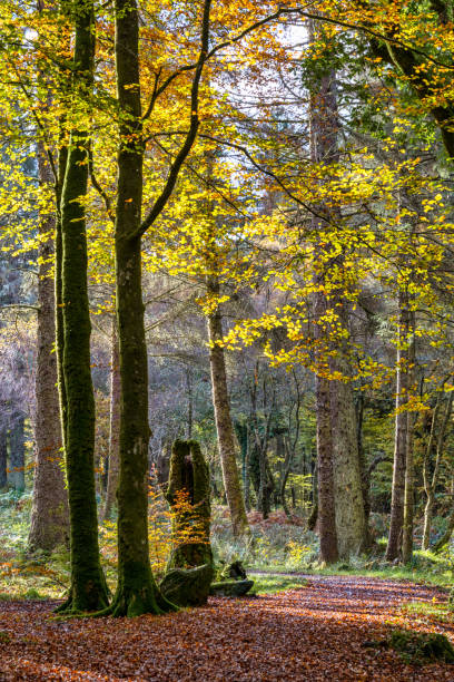 istock Autumn Woodland Path 1186775801