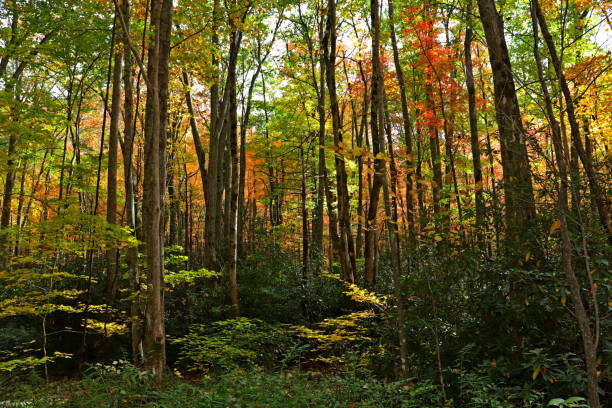 cor da queda no parque nacional das grandes montanhas fumarentos. - gatlinburg great smoky mountains national park nature water - fotografias e filmes do acervo