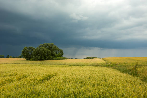 istock Field with grain, trees and cloudy rainy sky 1186777296