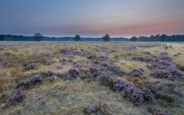 istock Heather Landscape Odoorn 1186777705