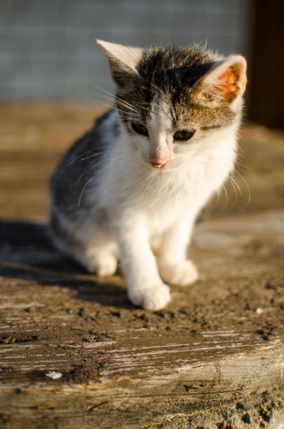 istock Funny little cat walking outdoors 1186777801