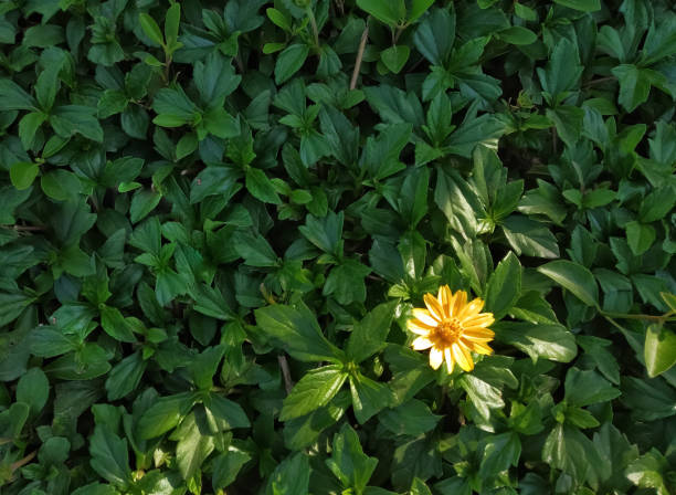A close up photo of a small yellow coloured flower between a bush, the sunlight falling on the flower make the scene more pleasing.