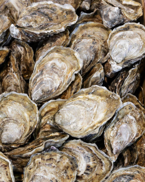 istock Close up on bunch of oysters 1186778644