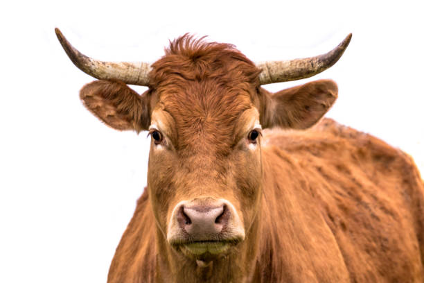 istock Cute cow portrait 1186778740