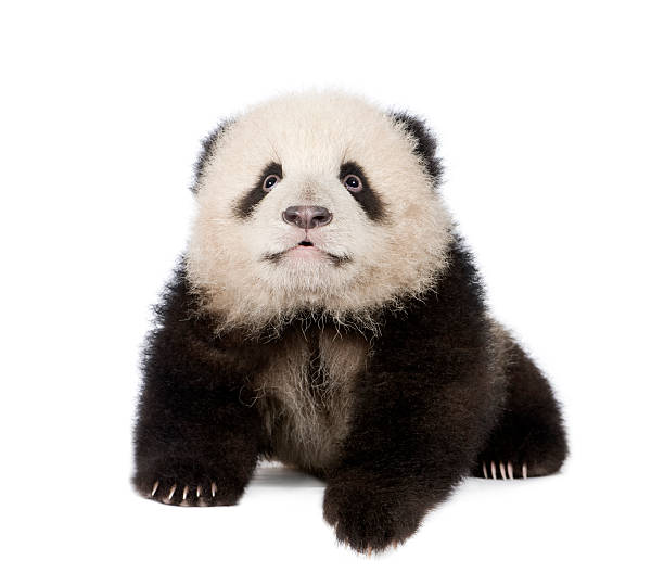 istock Giant Panda (4 months) - Ailuropoda melanoleuca 118677875
