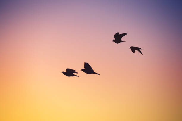 istock Flying seagulls over the sea on sunrise sky 1186778766