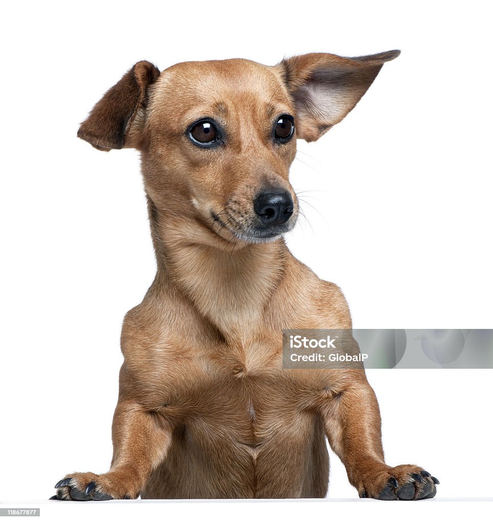 Perro tejonero delante de un Fondo blanco; Foto de estudio - Foto de stock de Animal doméstico libre de derechos