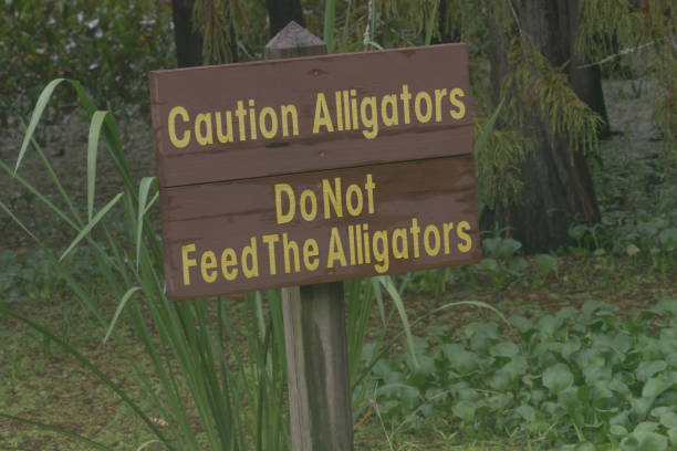 istock Florida sign cautions about alligators 1186778811