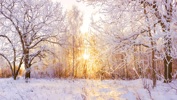 istock snowy winter landscape panorama 1186778828