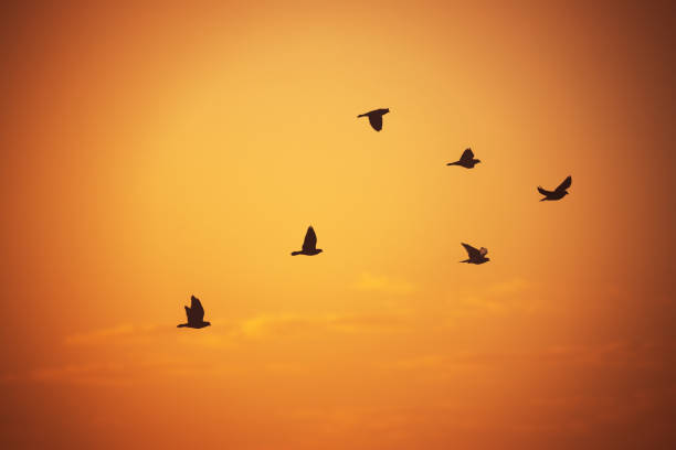 istock Flying seagulls over the sea on sunrise sky 1186779063