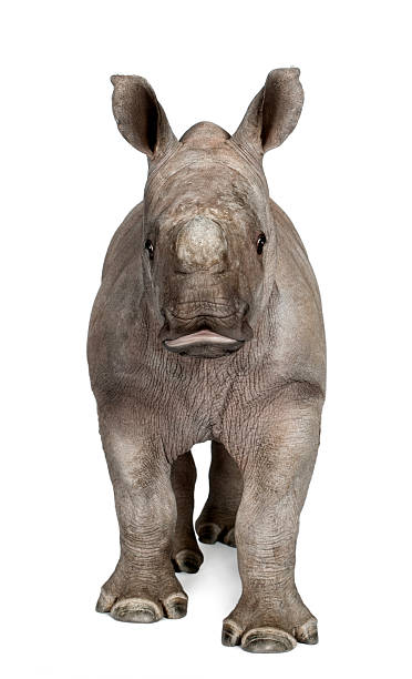 istock Young Rhinoceros standing in front of white background 118677988