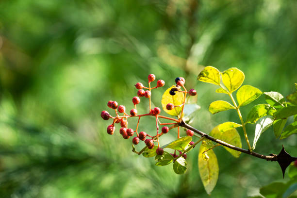 Red fruit of Zanthoxylum americanum, prickly ash, toothache tree, yellow wood, suterberry or Sichuan pepper in autumn garden on blurred green. Background for fresh wallpaper, nature background concept fruto rojo de zanthoxylum americanum, ceniza espinosa, árbol de dolor de muelas, madera amarilla, suterberry o pimienta de sichuan en el jardín de otoño sobre verde borroso. fondo para fondo de pantalla fresco, concepto de fondo de la naturaleza