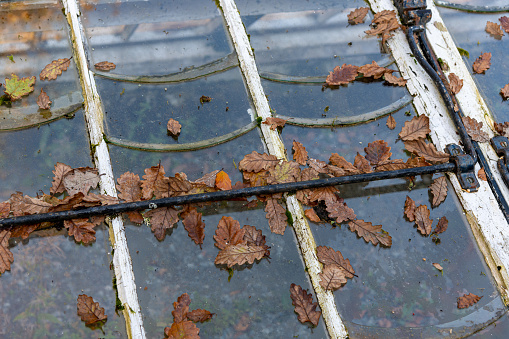 Leaves which have fallen on to the roof of a greenhouse