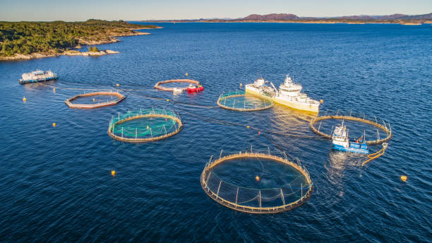 istock Salmon fish farm. Hordaland, Norway. 1186782523