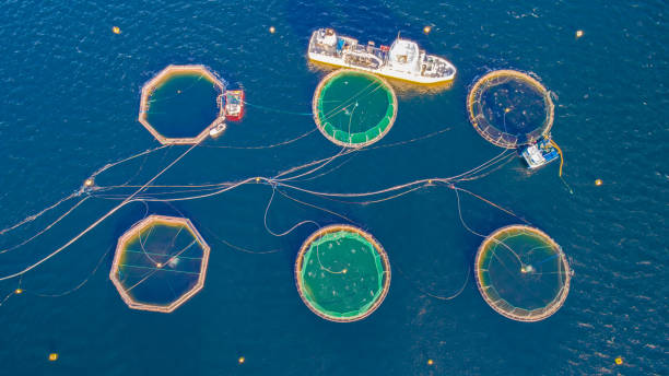 istock Salmon fish farm. Hordaland, Norway. 1186782596