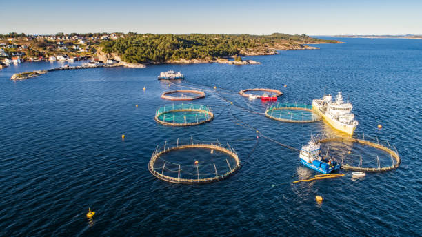 istock Salmon fish farm. Hordaland, Norway. 1186782610