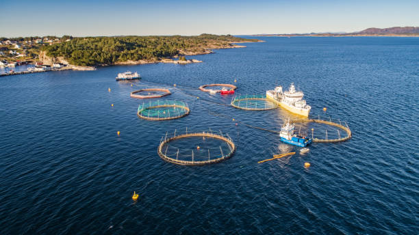 istock Salmon fish farm. Hordaland, Norway. 1186782622