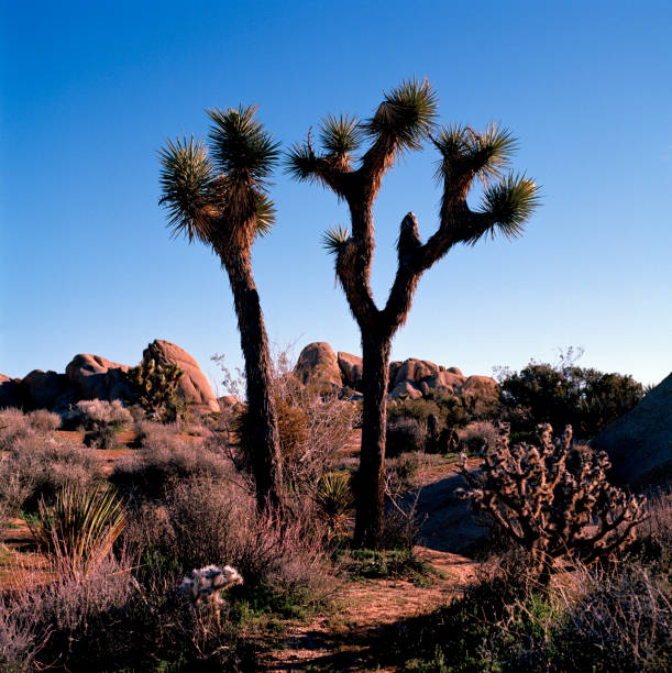 istock Joshua Tree, California 1186784433