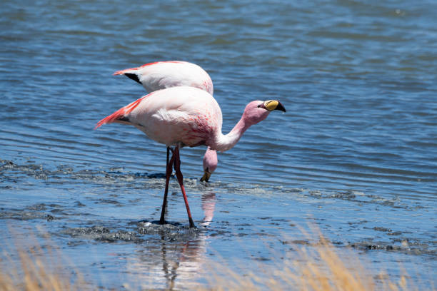 istock James' Flamingo 1186784488
