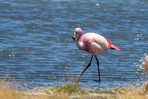 Name: James' FlamingoScientific name: Phoenicoparrus jamesiCountry: BoliviaLocation: Altiplano