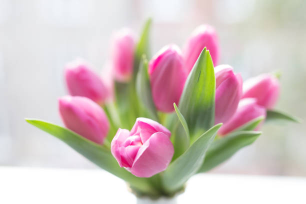 istock Tulips in a vase 1186784630
