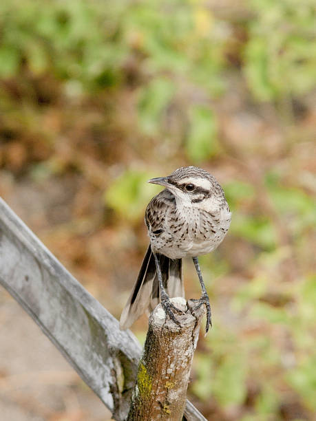 istock A Long-tailed Mockingbird perching on fence 1186784653