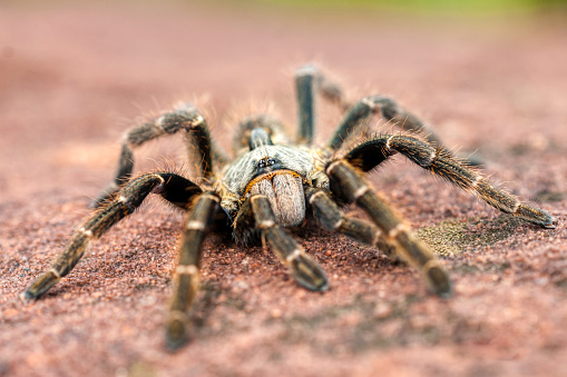 African baboon spider crawling in the autumn leaves and flowers
