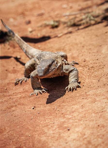 istock rock monitor lizard 1186785079